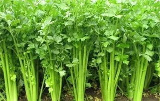 精準發力 打通產銷鏈路——落實貧困地區農副產品政府采購的操作指南